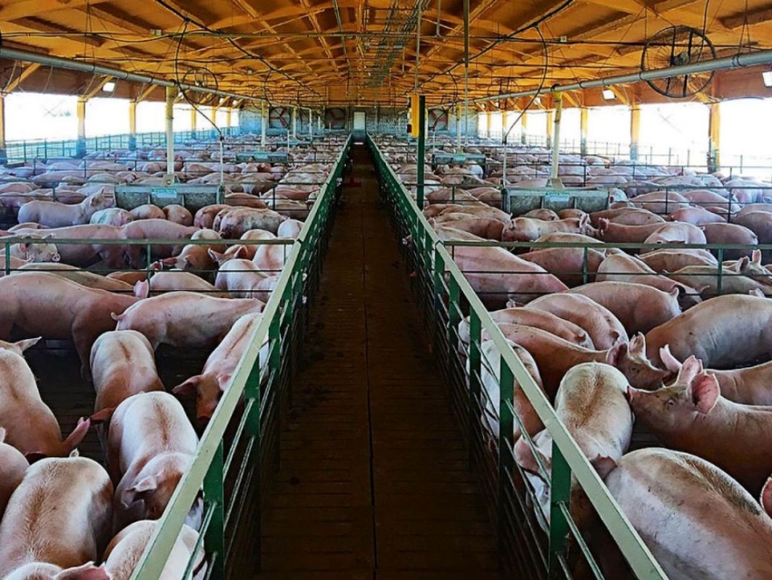 Ante la amenaza de la peste porcina africana, lanzaron un alerta sanitario en Argentina
