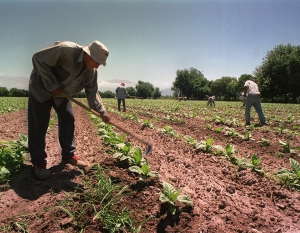 Se desembolsaron $501.000.000 para productores Jujuy del FET