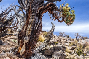 El cambio clim&aacute;tico amenaza la biodiversidad a nivel global