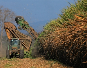 Zafra azucarera condicionada e industria &ldquo;al borde del colapso&rdquo;
