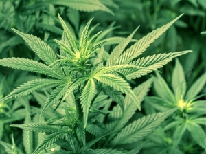 Cannabis, &ldquo;nueva fuente de ingresos&rdquo; para la actividad tabacalera