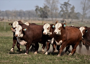 Ganader&iacute;a, eje clave del nuevo conversatorio lanzado por la Uni&oacute;n Industrial de Jujuy