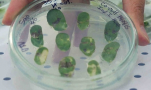 Investigadores argentinos trabajaron en el descubrimiento de un gen que acelera el crecimiento de plantas