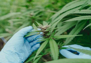 En septiembre se iniciar&iacute;a la venta de aceite de cannabis en farmacias