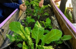 Curso on line de huerta org&aacute;nica