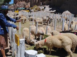 Nueva ley Ovina: piden mejores criterios para la producci&oacute;n del NOA