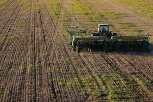 Crece el cultivo de trigo en Jujuy
