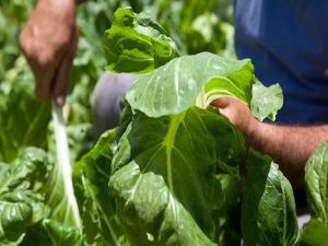 Jujuy implementar&aacute; el Programa de Acciones Sustentables para Actividades Productivas
