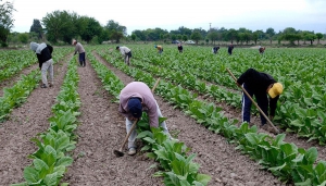 FET: se desembolsaron casi $500 millones para Jujuy