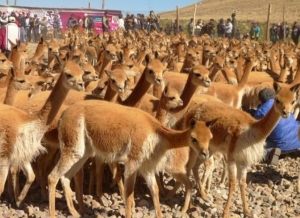 Se lanz&oacute; el A&ntilde;o Vicu&ntilde;ero aspirando llegar a 28 "chakus" en el 2018