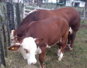 Llamado a licitaci&oacute;n para construcci&oacute;n de matadero y otras obras en El Remate