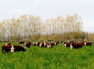 Plan Ganadero : lo impulsan gobernadores del NOA