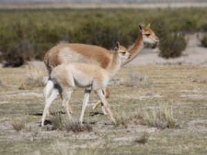 Bienestar animal e identidad cultural: j&oacute;venes juje&ntilde;os en &ldquo;Gesti&oacute;n para el Desarrollo&rdquo;