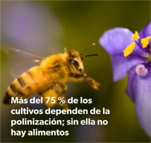D&iacute;a Mundial de las Abejas