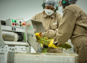 El primer laboratorio de cannabis en la red nacional es juje&ntilde;o