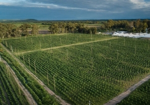 Destacan a Jujuy como polo de producci&oacute;n de Cannabis Medicinal en Argentina