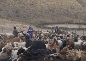 Por los productores, los animales, los quesos y la salud p&uacute;blica: Jujuy busca ser provincia Libre de Brucelosis Caprina