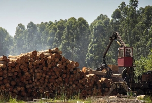 Los n&uacute;meros de la industria maderera marcan la hoja de ruta para el 2018