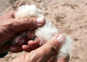 Dos líderes de la alta costura interesados en fibra de vicuña jujeña