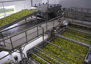 Comenzó la cosecha de limones y se abre exportación a Estados Unidos