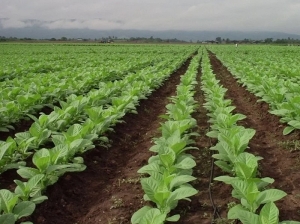 Sector tabacalero: subsidio energ&eacute;tico para mitigar gastos