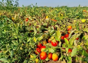 Desaf&iacute;os del sector hort&iacute;cola: una mirada hacia la resiliencia ante el mercado