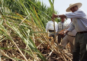 El despu&eacute;s de la zafra: positivo escenario ca&ntilde;ero
