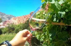 En el día Mundial del Malbec Jujuy tuvo su Segunda Vendimia de Altura