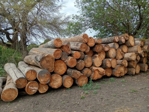Alertan sobre hechos reiterados de tala y extracci&oacute;n ilegal de madera en bosques nativos de las Yungas juje&ntilde;as