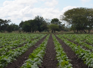 Fijan un tope del 40% en pago de cesiones para aliviar financieramente a  productores tabacaleros