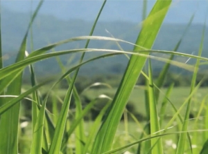 Ca&ntilde;a de az&uacute;car: experiencias en Jujuy con un &ldquo;cultivo conservacionista&rdquo;