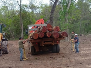 Control forestal: intervienen en extracci&oacute;n no autorizada