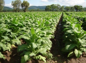 Agenda tabacalera marc&oacute; alcances de planes operativos de 2018 y 2019