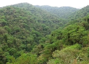 Bosques Nativos: actores estrat&eacute;gicos analizaron el plan de ordenamiento