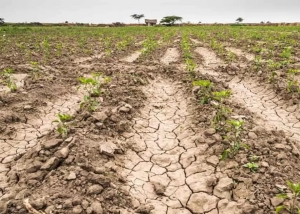 Calculan que se perder&aacute;n casi US$20 mil millones por la sequ&iacute;a