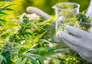 El Gobierno reglament&oacute; la Ley de Cannabis Medicinal y C&aacute;&ntilde;amo Industrial