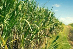 Agua, créditos y energía fueron parte de la agenda de Sadir con cañeros