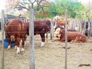 &ldquo;La ganader&iacute;a del NOA no se detiene&rdquo;