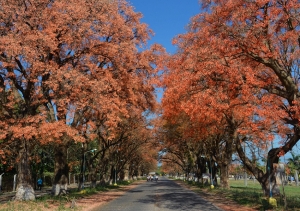 Por un Libertador &ldquo;m&aacute;s verde&rdquo;: innovadora y triple propuesta