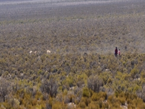 La comunidad de Olaroz Chico realiz&oacute; el tradicional &ldquo;chaccu de vicu&ntilde;as&rdquo;