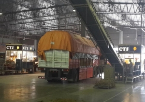 Comenz&oacute; el acopio del tabaco en Jujuy con un aumento de precio del 27,3% sujeto a reajuste