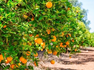 Articulaci&oacute;n superadora: Yuto inici&oacute; campa&ntilde;a contra el HLB