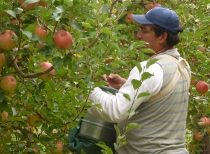 Trabajadores migrantes: impulsan protocolo por traslado y hospedaje