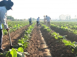 En Perico experimentan para una mayor sustentabilidad ambiental en el tabaco