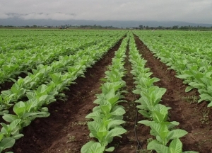 Seguridad, eje del encuentro tabacalero
