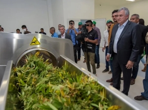 Se puso en marcha la cosecha de cannabis medicinal