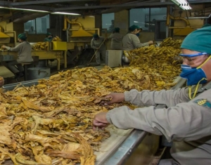 Tabaco juje&ntilde;o en misi&oacute;n comercial a China