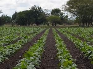 Sector tabacalero de Jujuy: en alerta por la inflaci&oacute;n y mano de obra al sector tabacalero