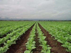 El gobierno nacional transfirió más de $ 1.800 millones a productores de tabaco NOA