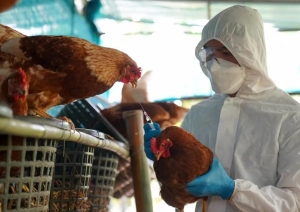 Influenza aviar: recomendaciones para evitar la diseminaci&oacute;n